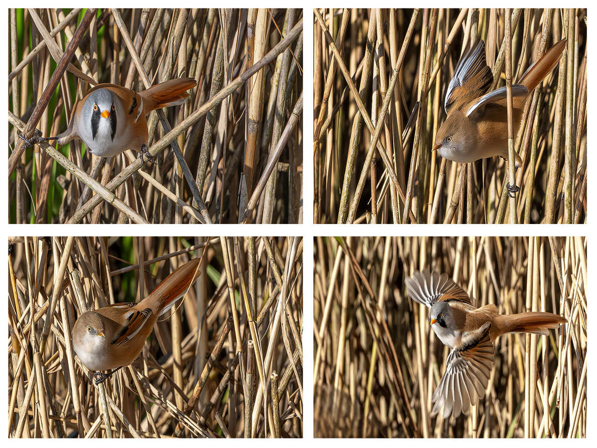 Bearded Tits - Steve Bird